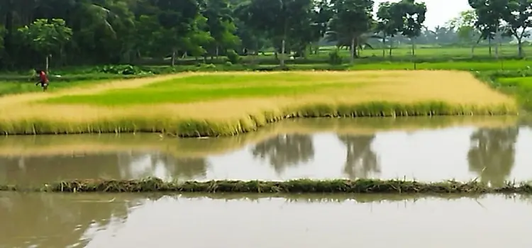 ধানের বীজতলা নষ্টের