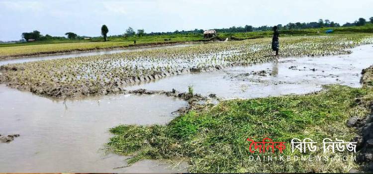 আমন ধানের ফসল নষ্ট