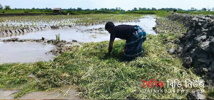 আমন ধানের ফসল নষ্ট