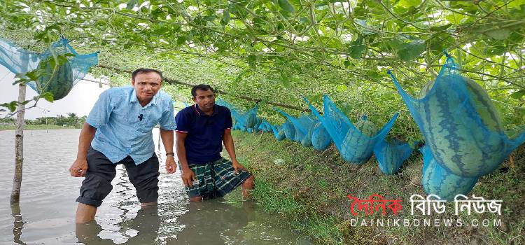 তরমুজ চাষে বাম্পার ফলন