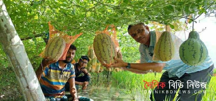 তরমুজ চাষে বাম্পার ফলন