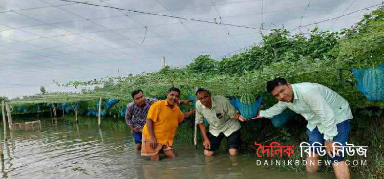 তরমুজ চাষে বাম্পার ফলন