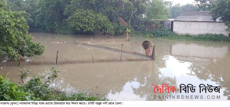 দাকোপে টোনাজালে চলছে মাছ শিকার