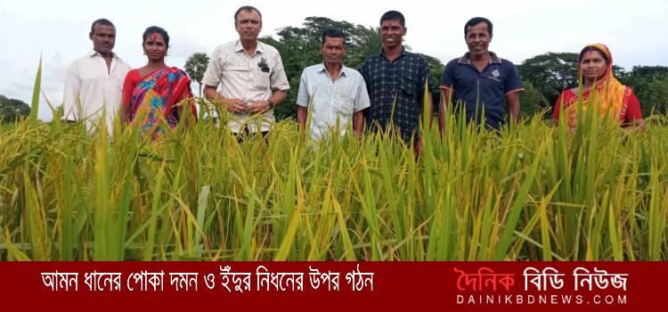 সুরখালীতে আমন ধানের পোকা দমন ও ইঁদুর নিধনের উপর স্কোয়ার্ড টিম গঠন