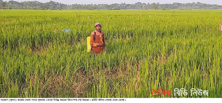 দাকোপে কারেন্ট পোকার আক্রমনে