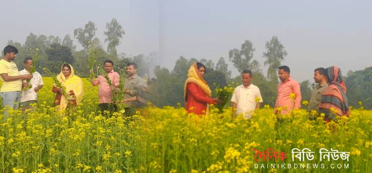 সরিষার ফুলে সেজেছে গাইবান্ধা