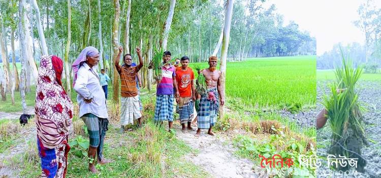 পলাশবাড়ীতে