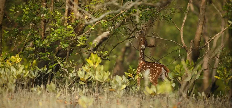 Sundarbon bonjopranir