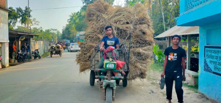 paikgachay bivinno soroke beporowa vabe obadhe cholse bichuli bojhay nochimon