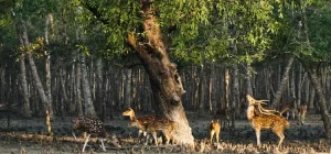 সুন্দরবন ভ্রমন sundarban bhromon