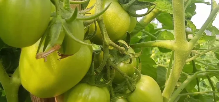 tomato laver ashabadi krishok