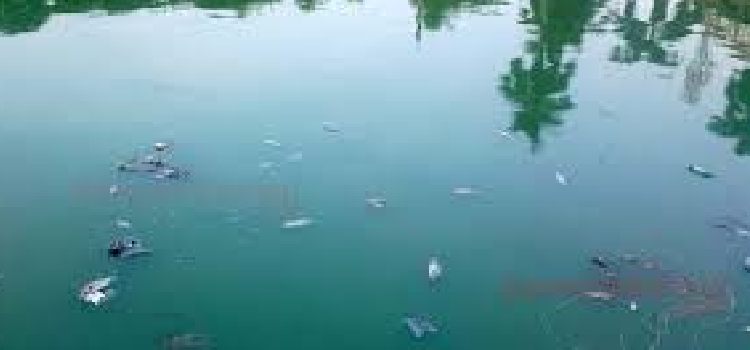 macher durghondhe beboharer onupojogi pani