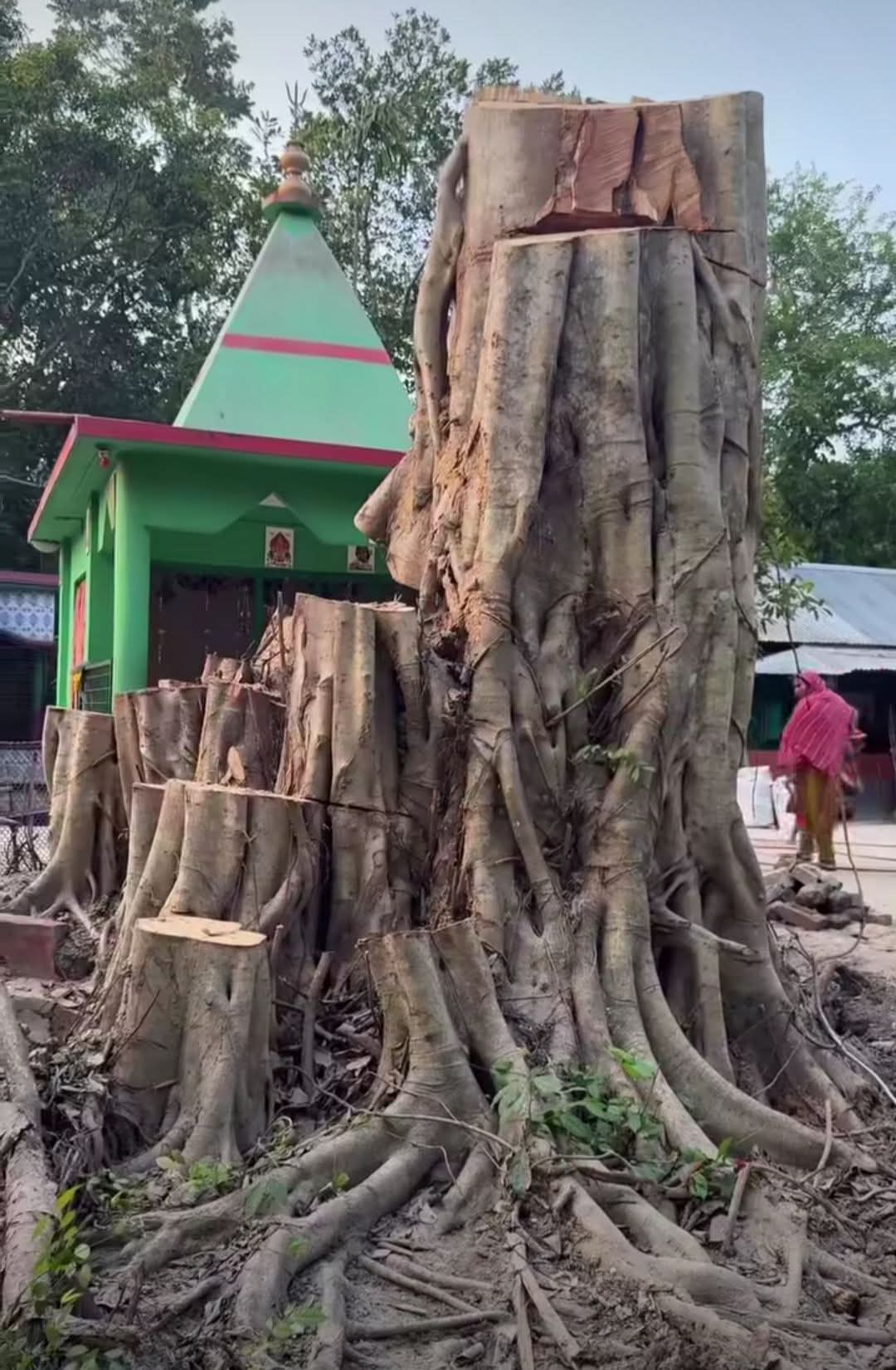 botgach niye olukik ghotona