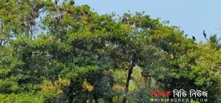 paikgachar hariya abad